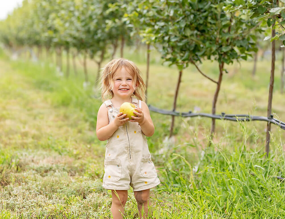 Apple Picking at Mortimer Farms in Dewey, Arizona.