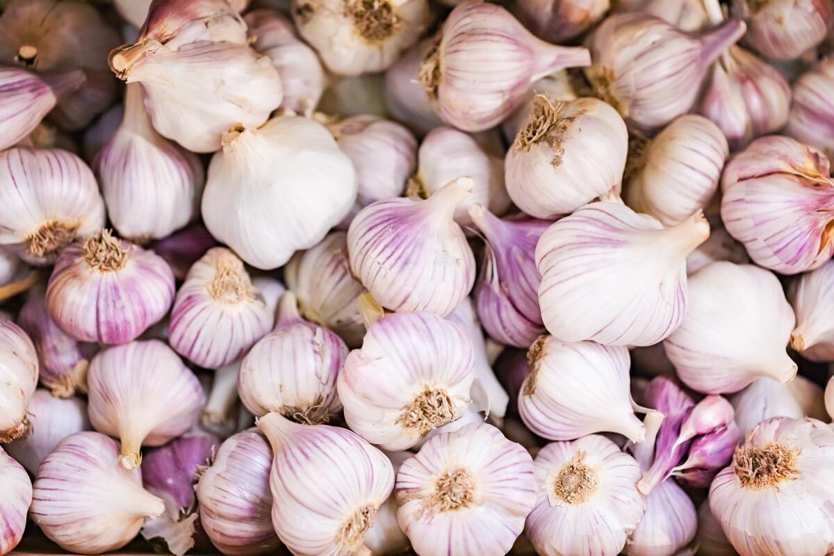 Mortimer Farms' Garlic Festival includes farm-to-table cooking demonstrations, shows, entertainment, and grain train farm tours