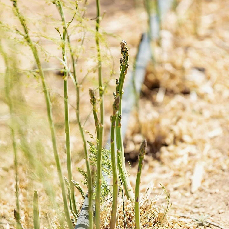 Pick-Your-Own Asparagus and enjoy the fresh flavors of our Asparagus and Garlic Festival.