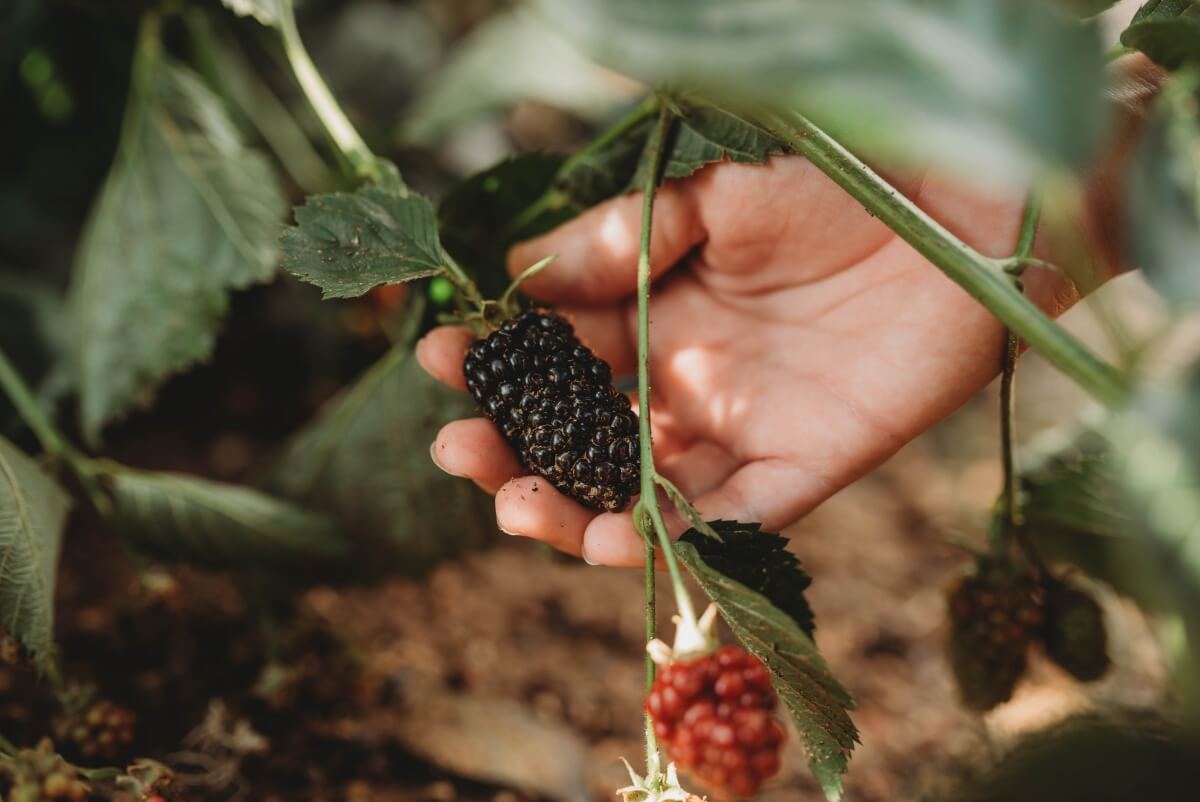 Join us for our pick-your-own blackberry experience where you can hand-pick delicious blackberries off the bush!